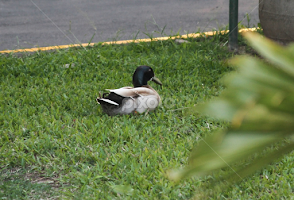 Duck Resting  by Cecilia Laird -  