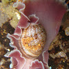 Paper Bubble Sea Slug