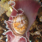 Paper Bubble Sea Slug