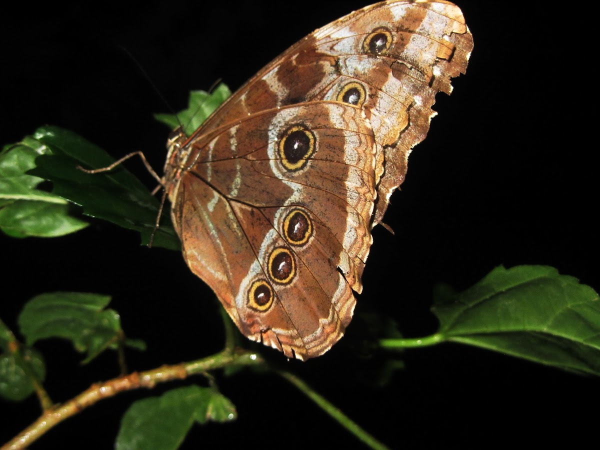 Blue Morpho