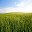 Salmos Download on Windows