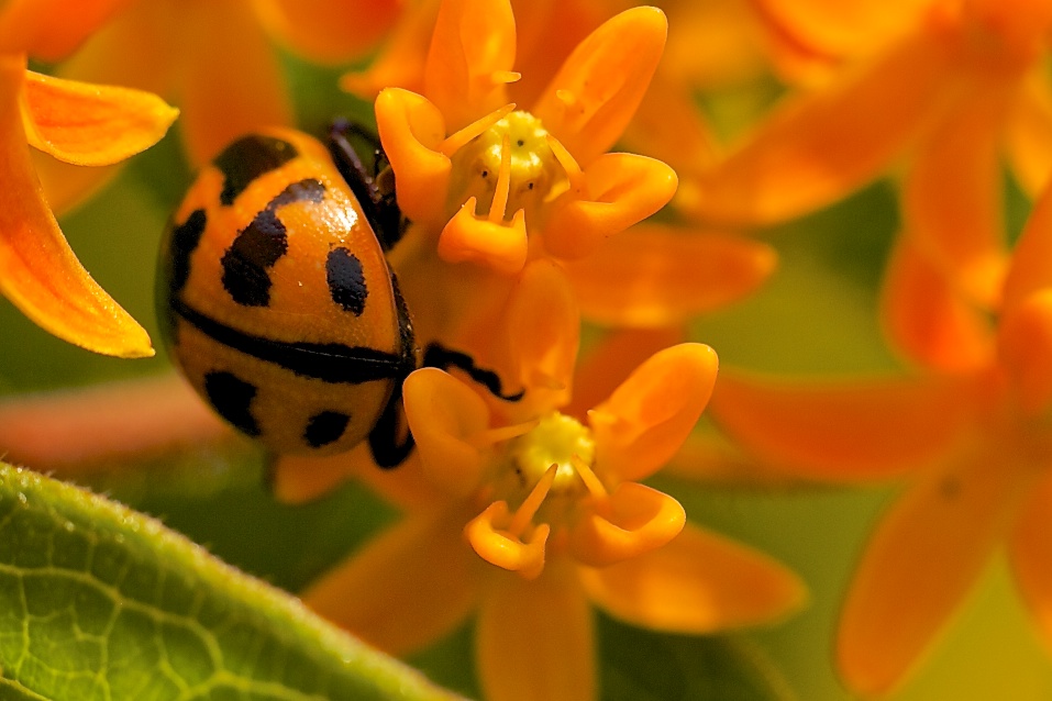 Lady Beetle (Orange)