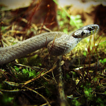 Snakes of North Carolina
