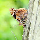 Indian Red Admiral (大紅蛺蝶)