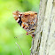 Indian Red Admiral (大紅蛺蝶)