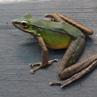 Poisonous Rock Frog