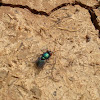 Common Green Bottle Fly