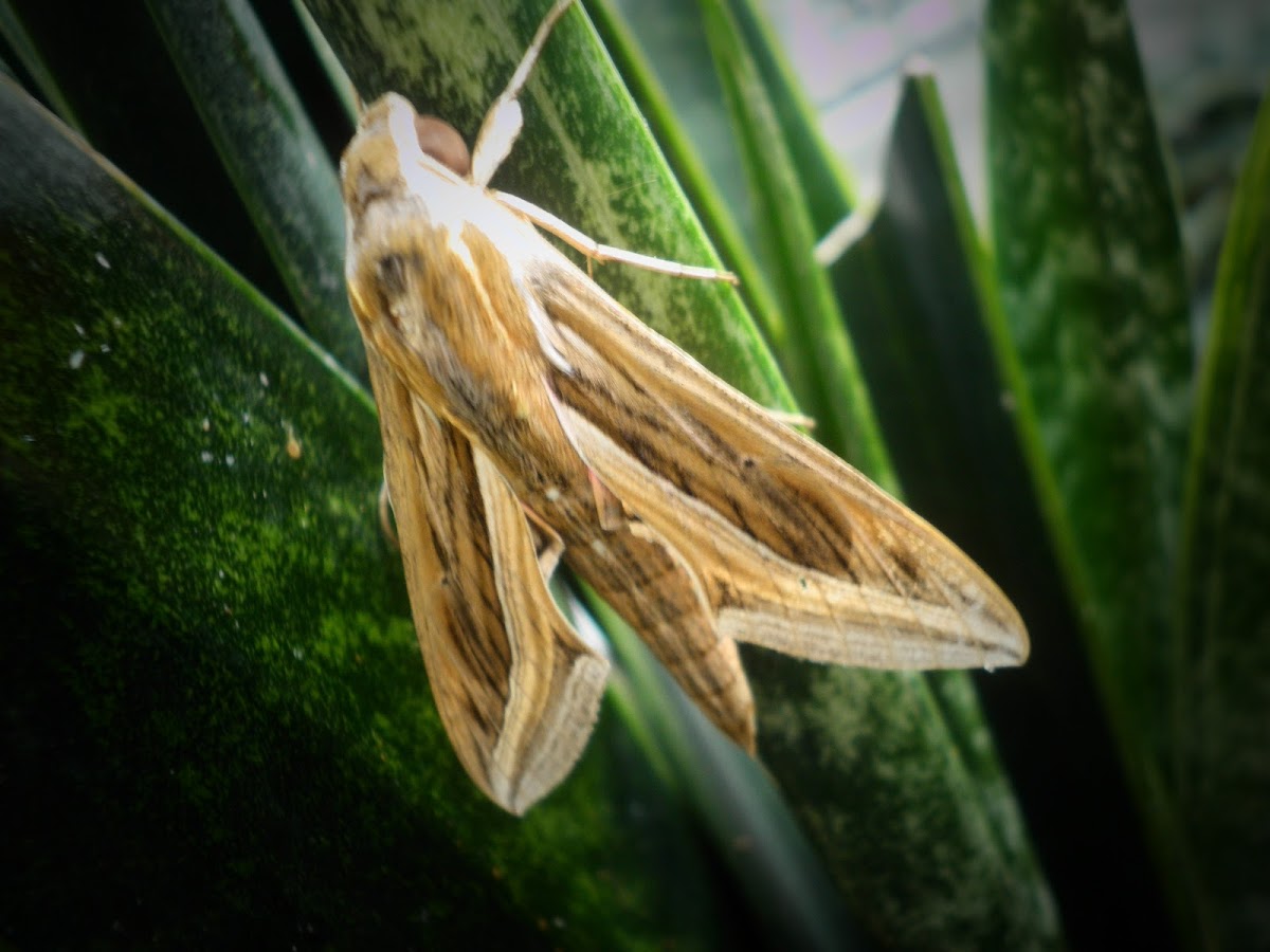 vine hawk moth
