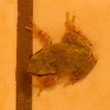 Sierran Tree Frog
