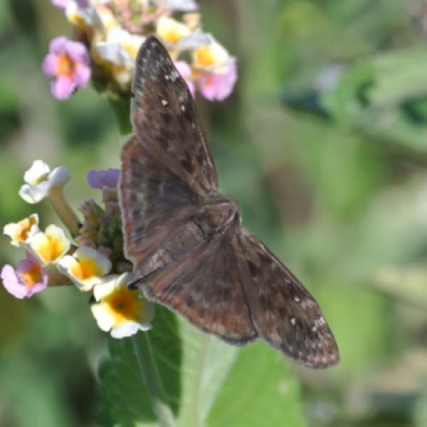 Horace S Duskywing Male Project Noah