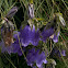 Campanula alpestris