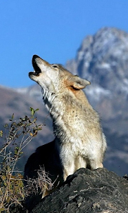 How to download Wolves Live Wallpaper lastet apk for bluestacks