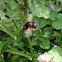 Hairy Footed Flower Bee