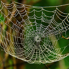 by Shrikrishna Bhat - Nature Up Close Webs
