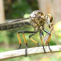 Yellow Feathery Antennae Robber Fly