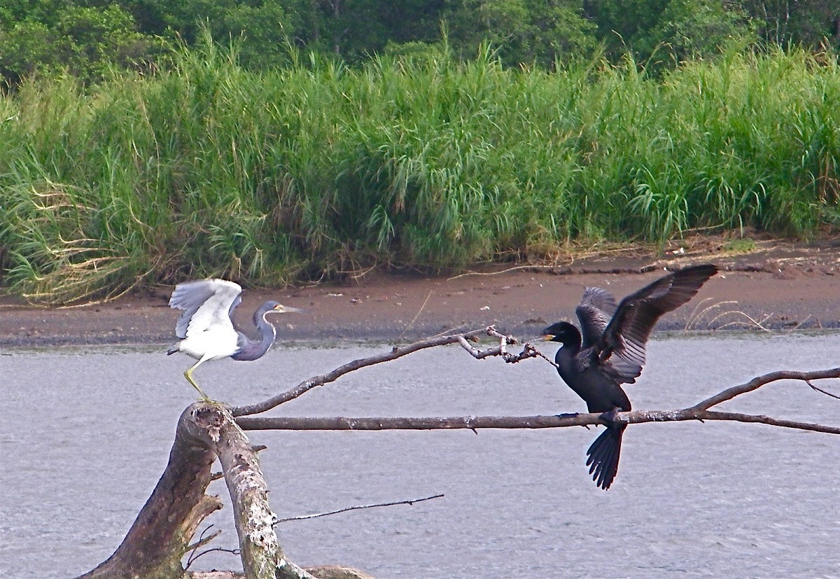 Tricolor Heron and Neotropical Cormorant