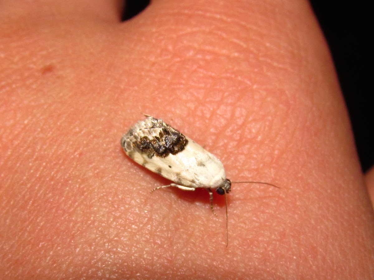 Small Bird-dropping Moth