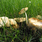 Fairy Ring Mushroom