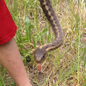 Terrestrial Gartersnake