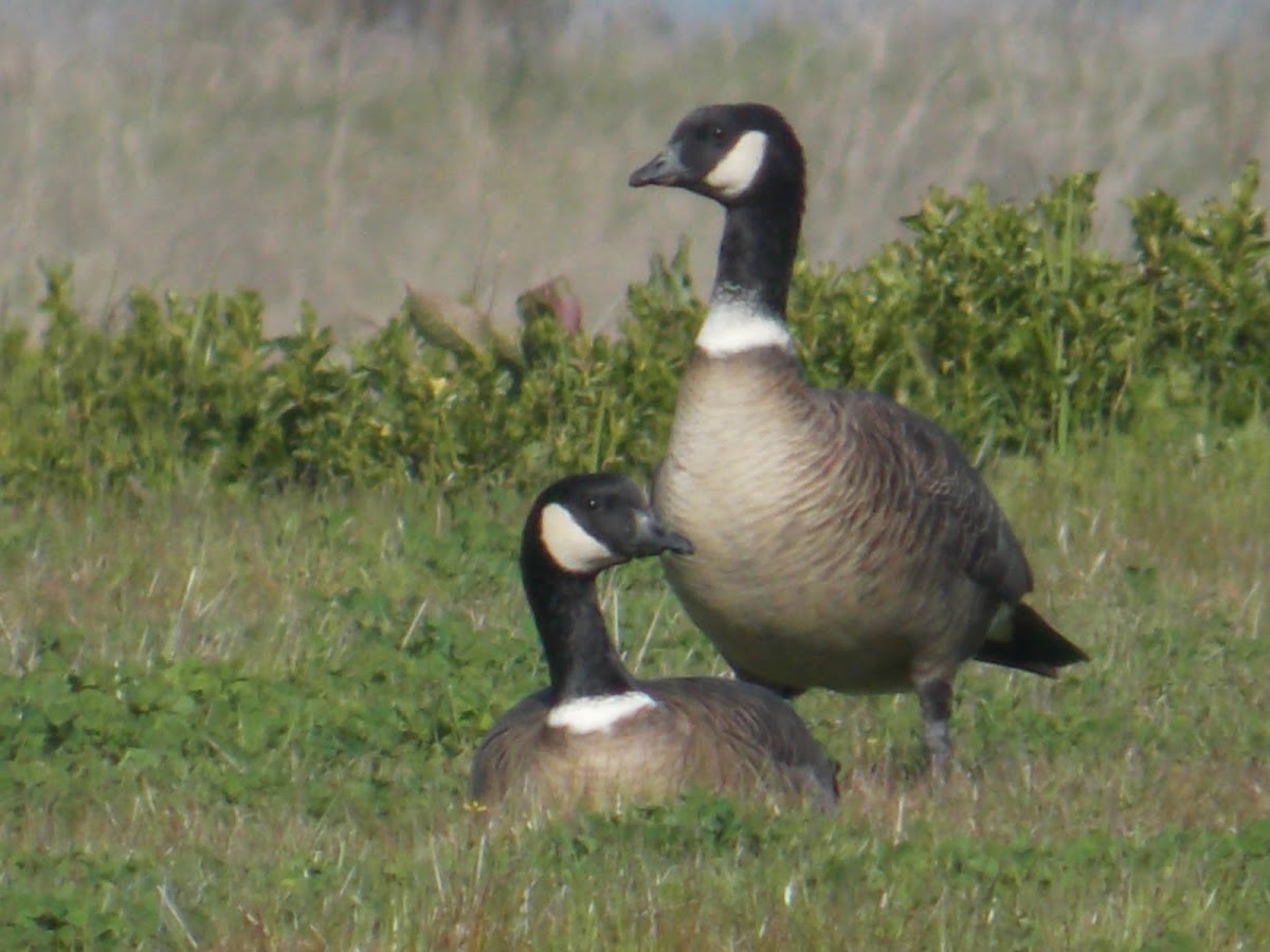 Aleutian Cackling Goose