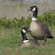 Aleutian Cackling Goose