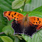 Copper butterfly