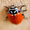 Convergent Ladybird Beetle