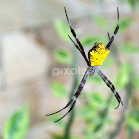 Laba-laba perut kuning di halaman rumah by Sunaryo Kusumo - Animals Insects & Spiders