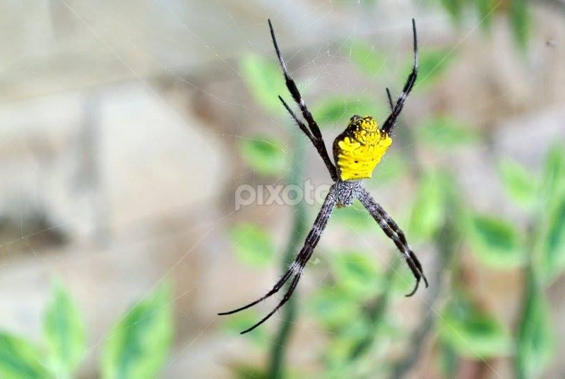 Laba-laba perut kuning di halaman rumah by Sunaryo Kusumo - Animals Insects & Spiders