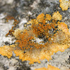 Caloplaca Lichen