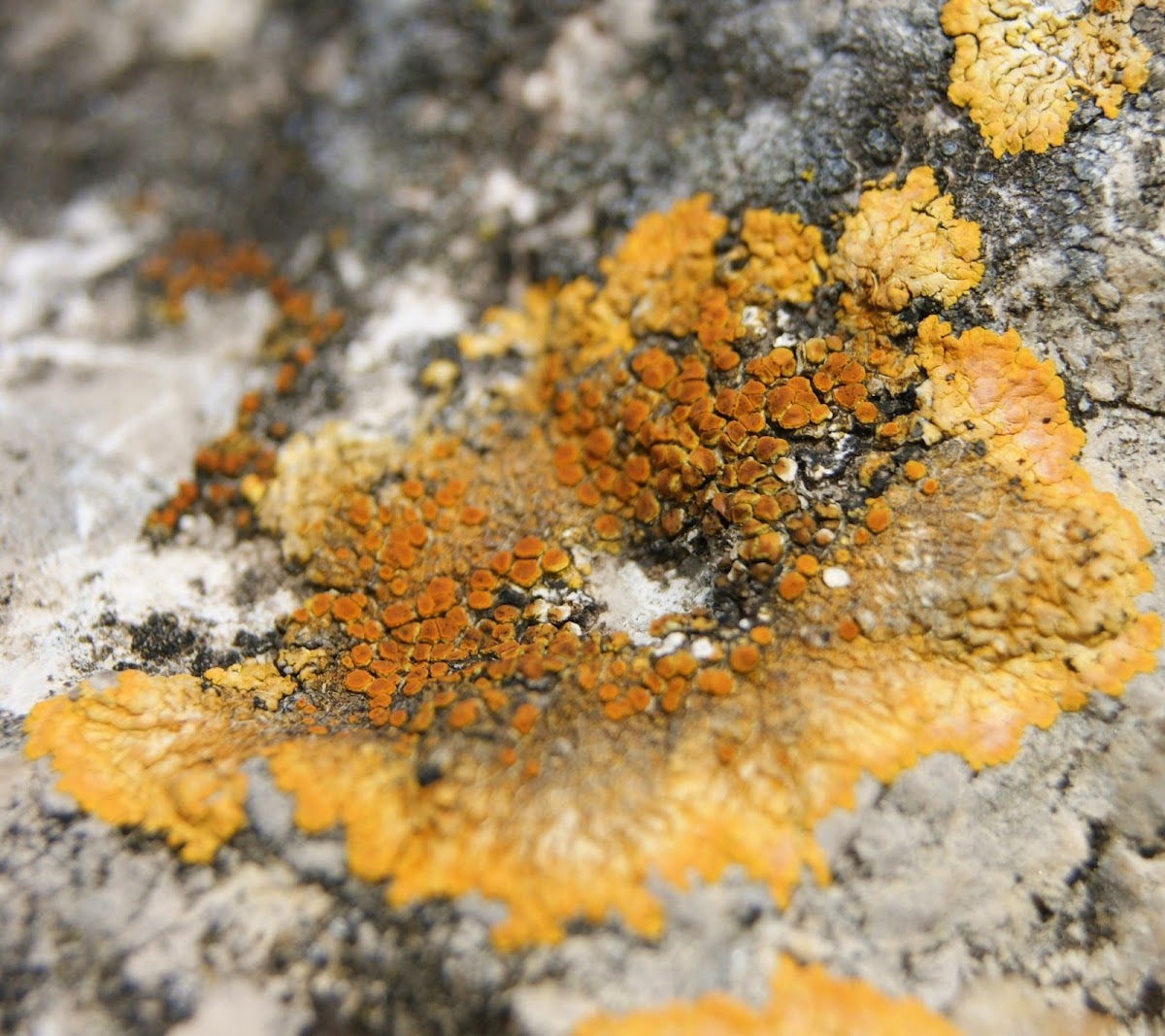 Caloplaca Lichen