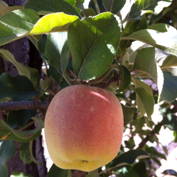 Heirloom Apple Project Noah