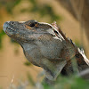 Black Spiny-tailed Iguana