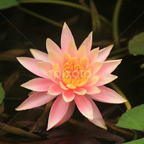 Flor rosa by Erick Castro Alvarado - Flowers Flowers in the Wild