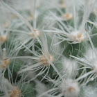 Powder Puff Cactus