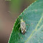 Alfalfa Plant Bug 