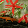 Red-spotted Newt. red eft