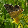 Sooty copper butterfly