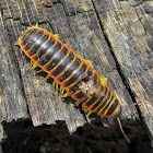 Millipede