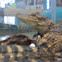 American alligator (juveniles)