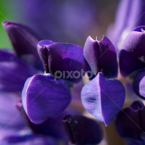 Bunch of beauties by Milind Lele - Flowers Flower Gardens