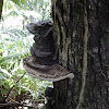 shelf fungi