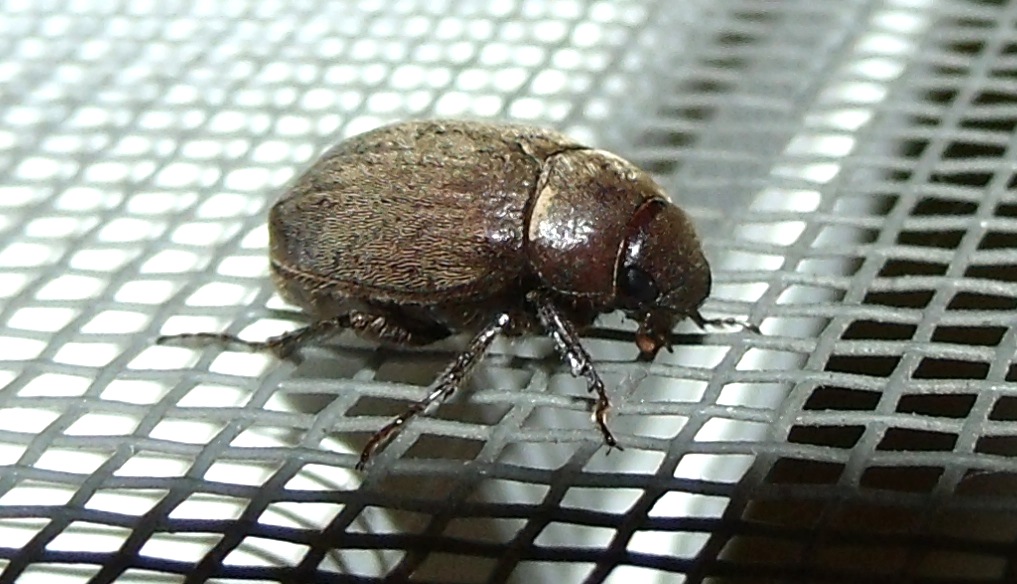 June beetle