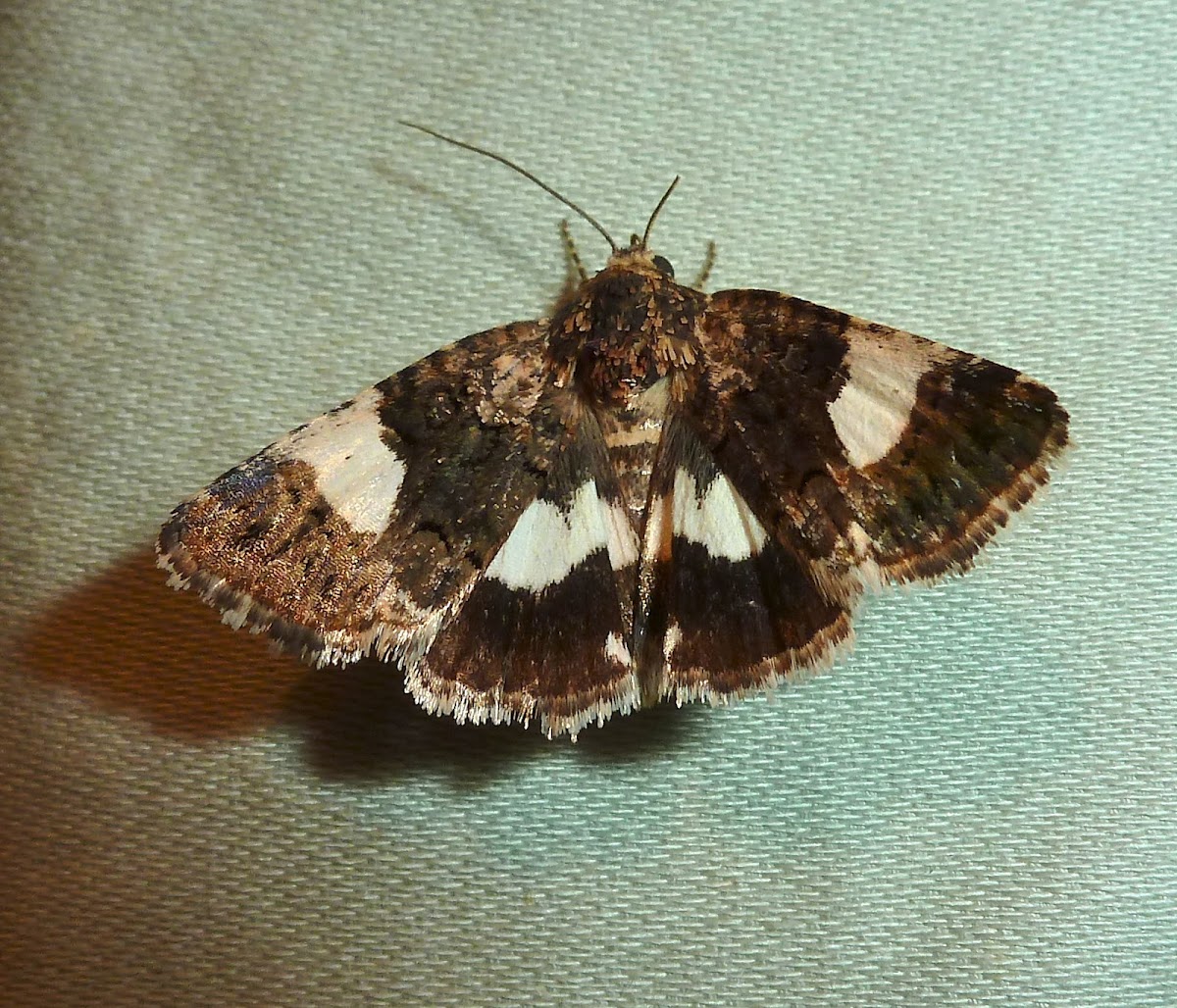 Four-spotted Moth