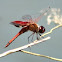 Carolina Saddlebags Dragonfly