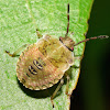 Stink Bug Nymph