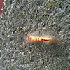 White-marked Tussock moth caterpillar