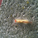 White-marked Tussock moth caterpillar