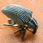 Entimus Weevils