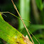 Stick Insect